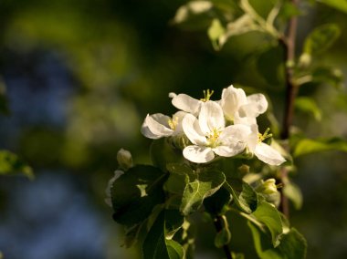 İlk bahar çiçekleri, parlak ve renkli.