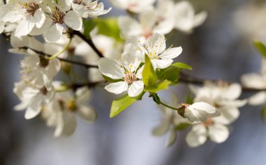 Meyve ağaçları, armut ve kiraz çiçekleri