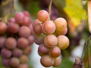 Sonbaharda hasat güneşin her Berry üzüm,