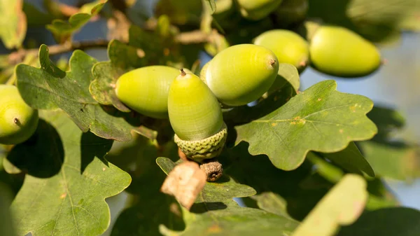 Owoce Dąb Liści Żołędzi Zielony — Zdjęcie stockowe