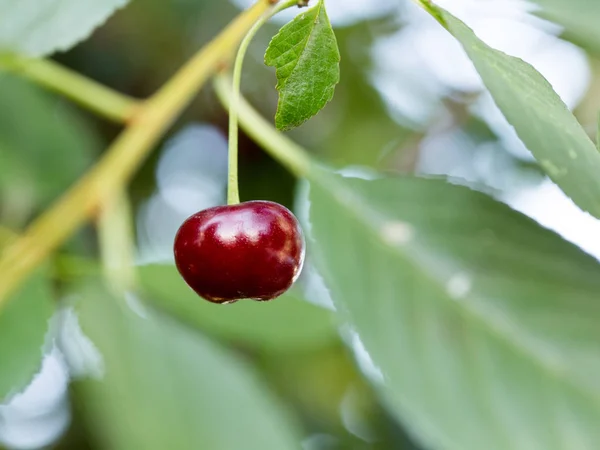 Gyönyörű Cherry Queen Bogyós Gyümölcsök Kertben — Stock Fotó