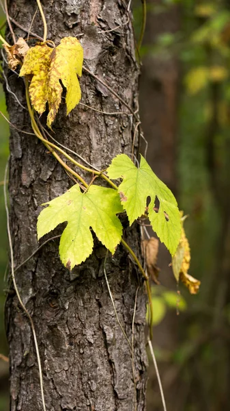 Set Forest Plants Autumn Season — Stock Photo, Image