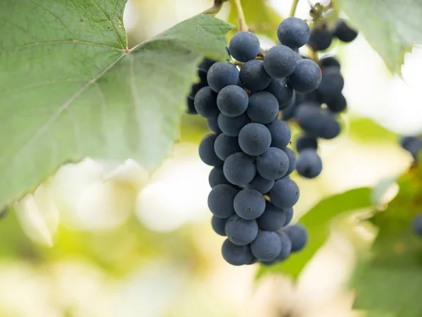 Cosecha Otoñal Uvas Sol Cada Baya — Foto de Stock