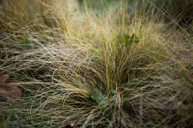 Şık bir arka plan oluşturmak için altın dokular ile parlak Sonbahar ruh
