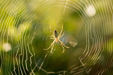 Sabah, örümcek ağı damlaları çiy örümcek ağı üzerinde