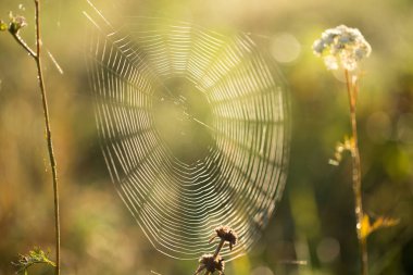 Sabah, örümcek ağı damlaları çiy örümcek ağı üzerinde