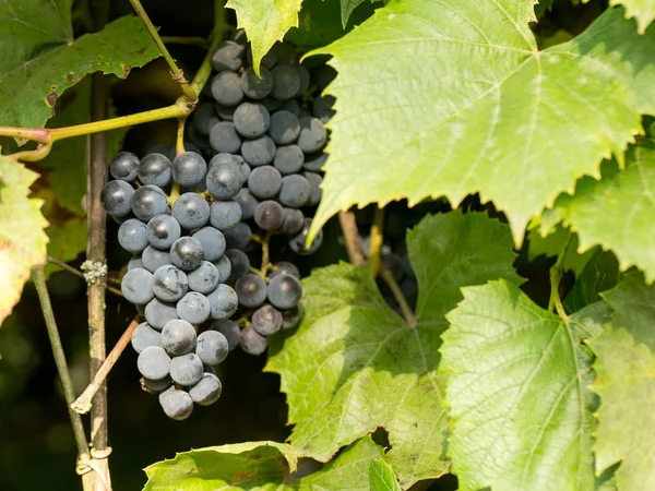 Autumn Harvest Grapes Sun Every Berry — Stock Photo, Image