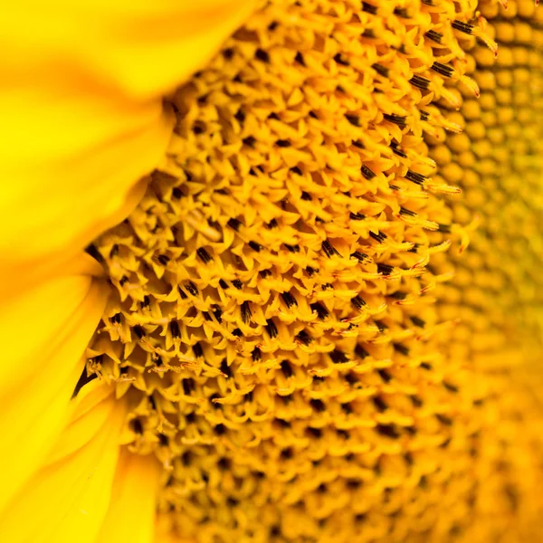 Jasne Miękkie Słonecznik Jak Ciepłe Słońce — Zdjęcie stockowe