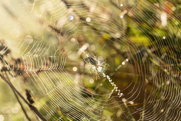 Toile Araignée Matin Gouttes Rosée Sur Une Toile Araignée — Photo