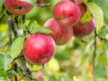 Sonbahar elma geç çeşitleri, güzel ve yararlı