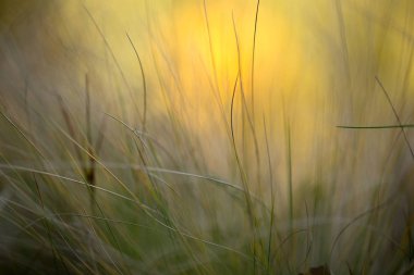 Şık bir arka plan oluşturmak için altın dokular ile parlak Sonbahar ruh