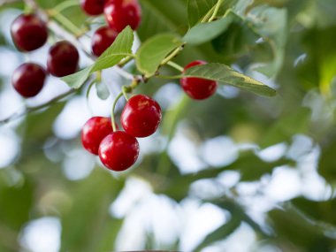 Güzel kiraz bahçesinde, çilek kraliçesi