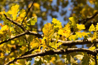Şık bir arka plan oluşturmak için altın dokular ile parlak Sonbahar ruh