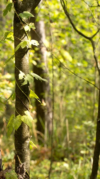 Orman Bitkileri Seti Sonbahar Mevsimi — Stok fotoğraf