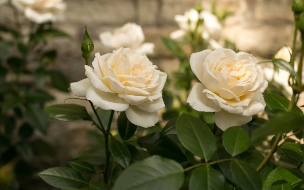 Royal Blommor Rosor För Åtnjutande Ögonen — Stockfoto