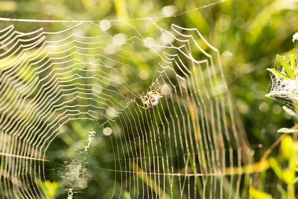 Spinnenweb Ochtend Druppels Dauw Een Spinnenweb — Stockfoto