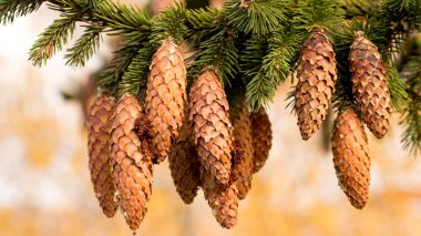 Köknar koniler sahne için iğne yapraklı bitkiler üzerinde şube