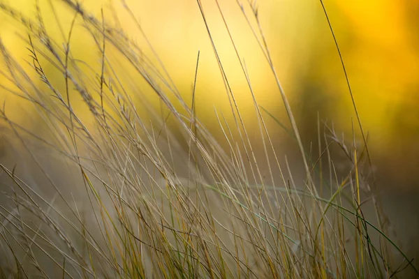 Helle Herbststimmung Mit Goldenen Texturen Für Einen Schicken Hintergrund — Stockfoto