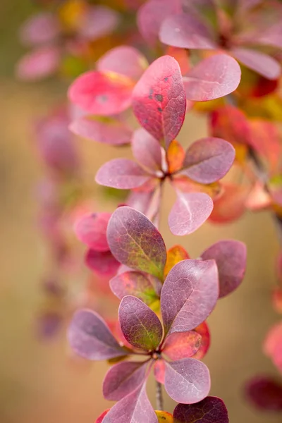 Bright Barberry Fall Ornamental Shrubs Berries — Stock Photo, Image