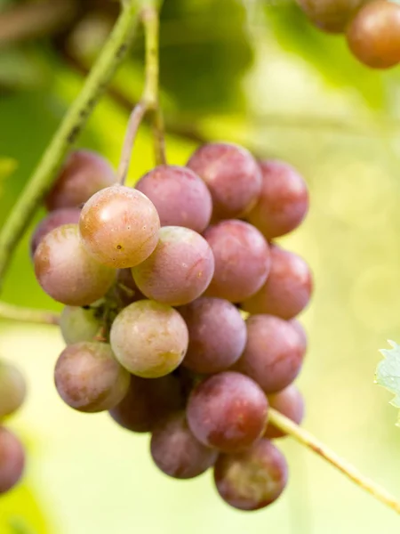 Cosecha Otoñal Uvas Sol Cada Baya — Foto de Stock