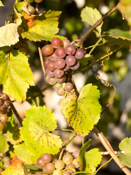 Cosecha Otoñal Uvas Sol Cada Baya — Foto de Stock