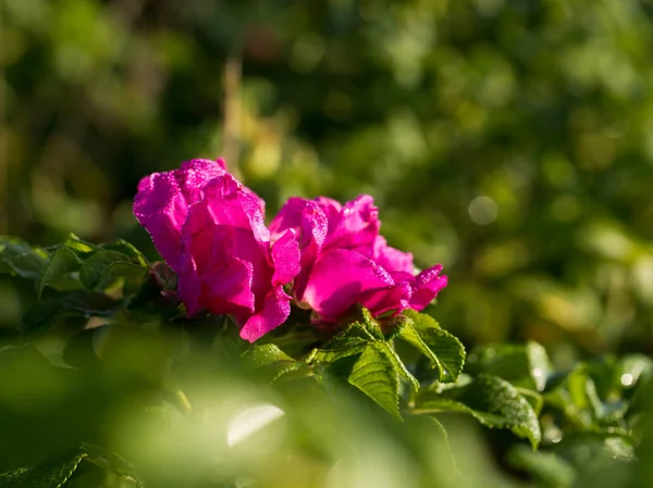 Flores Frutos Rosa Silvestre Otoño —  Fotos de Stock