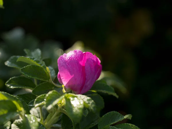 Kwiaty Owoce Dzikiej Róży Jesienią — Zdjęcie stockowe
