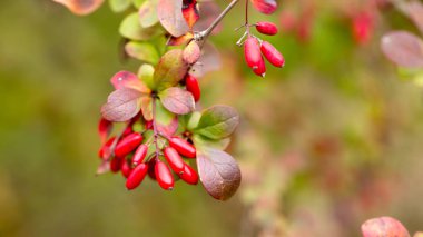 Sonbahar, süs çalıları ve çilek parlak kızamık
