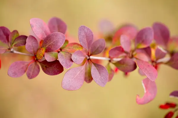 Barberry Brillante Otoño Arbustos Ornamentales Bayas —  Fotos de Stock