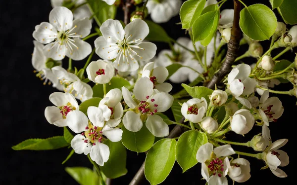 Blommor Fruktträd Päron Och Körsbär — Stockfoto