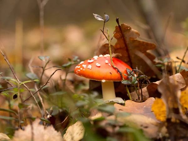 Funghi Brillanti Nella Foresta Autunno — Foto Stock