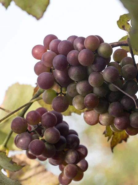 Autumn Harvest Grapes Sun Every Berry — Stock Photo, Image