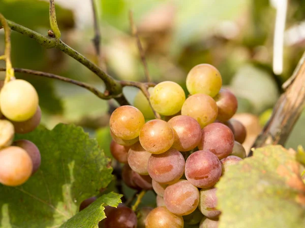 Cosecha Otoñal Uvas Sol Cada Baya — Foto de Stock