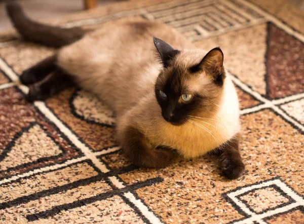 Rätselhaftes Aussehen Einer Katze Unabhängige Tiere — Stockfoto