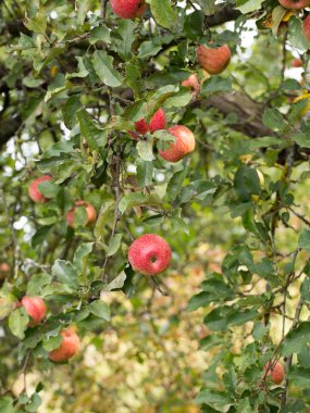 Sonbahar elma geç çeşitleri, güzel ve yararlı