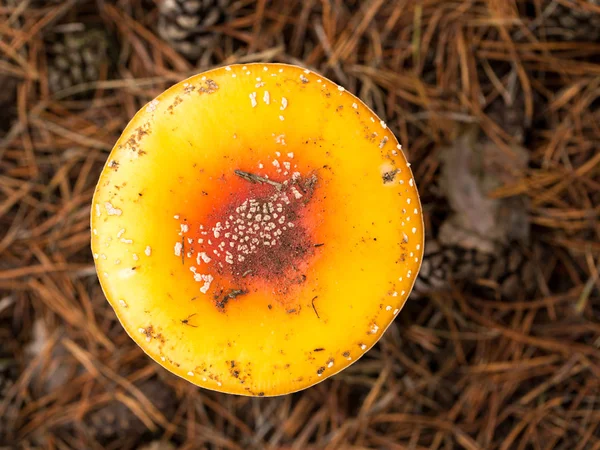 Bright Svamp Skogen Höst Tiden — Stockfoto