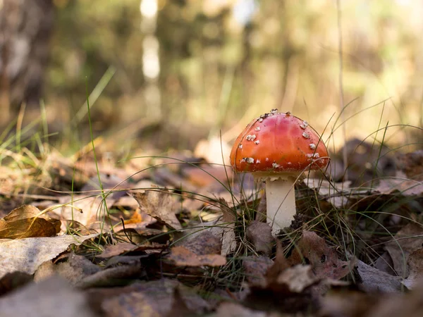 Leuchtende Pilze im Wald — Stockfoto