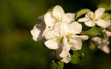 İlk bahar çiçekleri