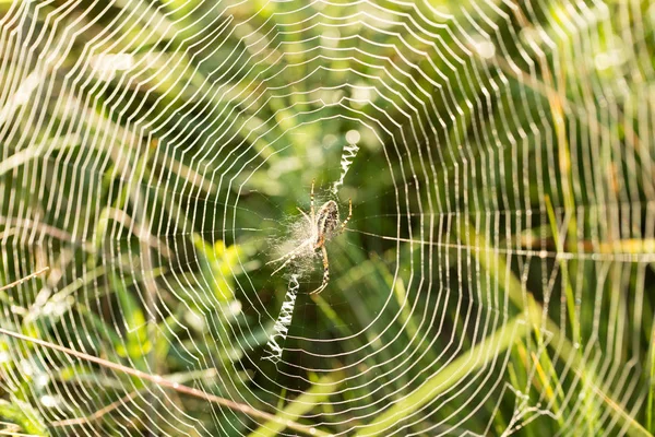 Spinnenweb in de ochtend — Stockfoto