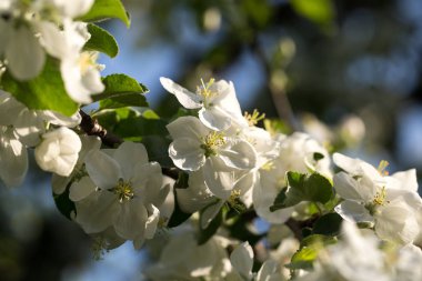 İlk bahar çiçekleri