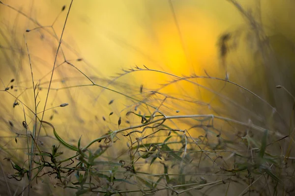 Helle Herbststimmung — Stockfoto