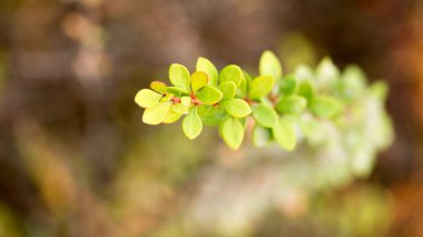 Sonbaharda parlak kızamık