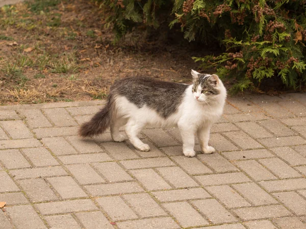 Mysterious look of a cat