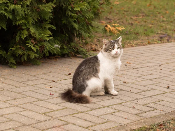 Regard mystérieux d'un chat — Photo