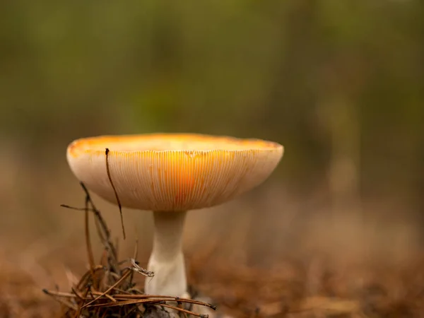 Cogumelos brilhantes na floresta — Fotografia de Stock