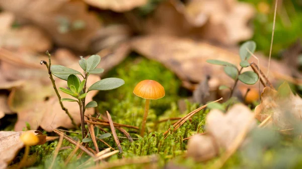Яркие грибы в лесу — стоковое фото