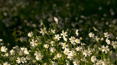İlk bahar çiçekleri