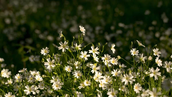 İlk bahar çiçekleri