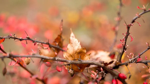 Bright barberry in the fall — Stock Photo, Image