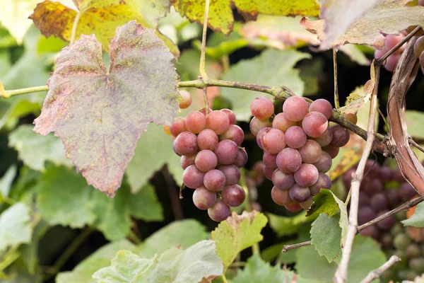 Cosecha otoñal de uvas — Foto de Stock